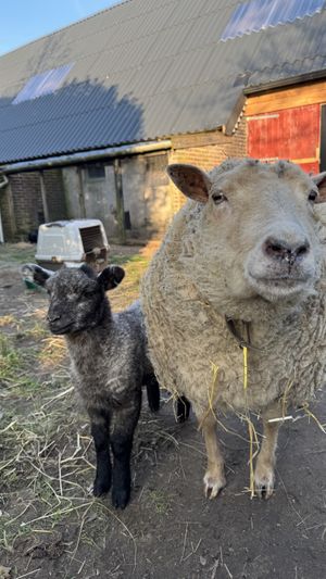   at Sanctuary het Wijland in Darp