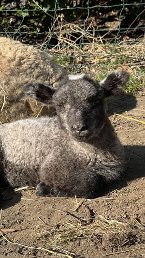   at Sanctuary het Wijland in Darp