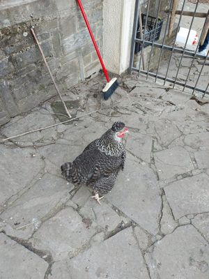 🤍  at Brugnola1932 Vegan Country House in Bardi