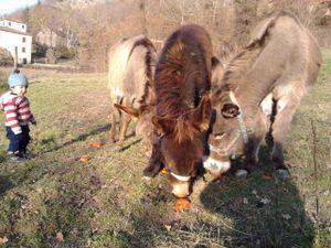 the lovely donkeys at Brugnola1932 Vegan Country House in Bardi