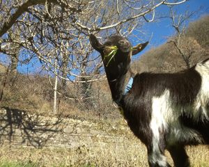Pepe, one of our goats at Brugnola1932 Vegan Country House in Bardi
