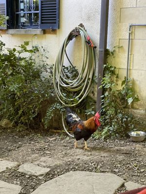   at Brugnola1932 Vegan Country House in Bardi