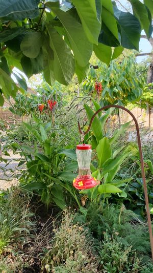 Hummingbird feeder in garden out back😄 at Casa Cacao  in Columbus