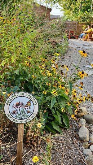 pollinator garden in back with some native plants😄 at Casa Cacao  in Columbus