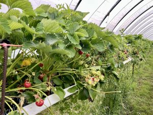 Pick your own strawberries   at Black Isle Berries  in Muir Of Ord