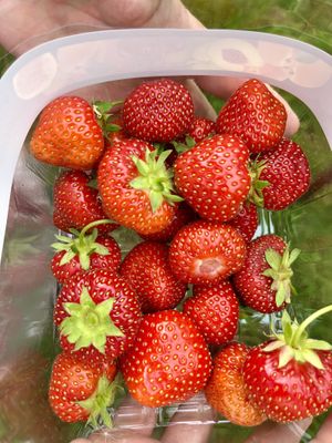 Pay by weight for the strawberries   at Black Isle Berries  in Muir Of Ord