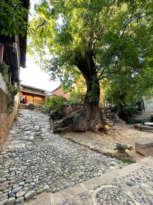 Real location: Go south south west from the main square. About 50m, then go left down rough steps to this tree. Coming down, turn left at this tree, just round the corner    at Hungry Buddha - Maybe closed in Shaxi