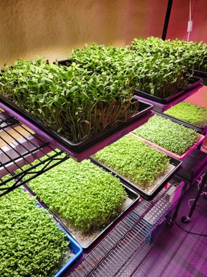 All grown Hydroponicaly at Konch Republic Greens  in Stock Island