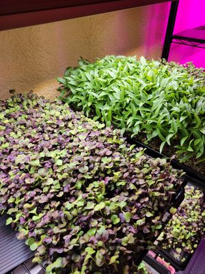 PURPLE RADDISH & MUNG BEAN at Konch Republic Greens  in Stock Island