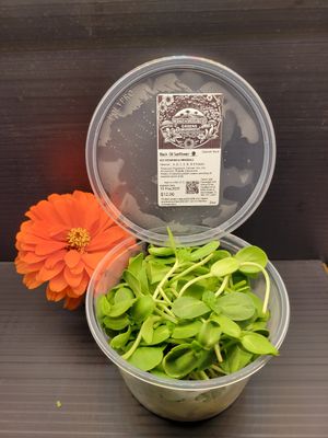 Black Oil Sunflower _ One of our most popular 😍 at Konch Republic Greens  in Stock Island