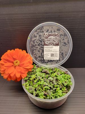 Red Acre Cabbage _ we can grow multiple varieties in the same crop as well at Konch Republic Greens  in Stock Island