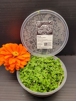 Broccoli is loaded with some of the best nutrients at Konch Republic Greens  in Stock Island