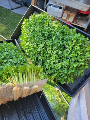 Grown fresh to order every week. Let medicine be thy food. at Konch Republic Greens  in Stock Island