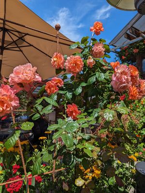 Beautiful garden setting at Robin's Restaurant in Cambria