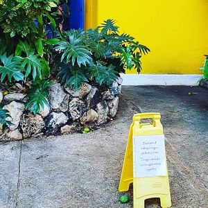 warning of falling mangos😄🥭 at Lo Que Hay Cafe in Merida