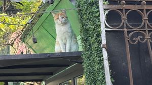   at Rafa-veg-dog🌱  in Tbilisi