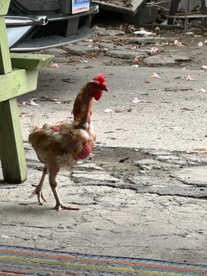 Chickens strut & cluck here at Empress Ima's Ital Café & Nyce Creamery in Philipsburg