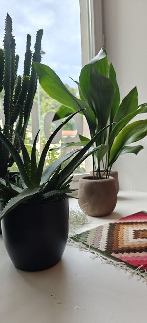  at Colibri in Vilnius