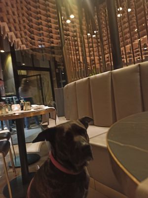 Accettano I cani at Kaori Japanese Restaurant in Varedo