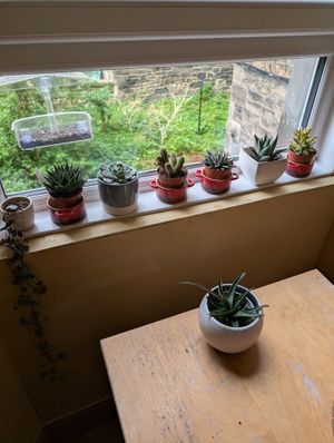 plant friendly at Folks Cafe in Edinburgh