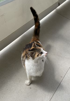 Taverna Neraida, Lake Kournas  at Taverna Neraida  in Crete