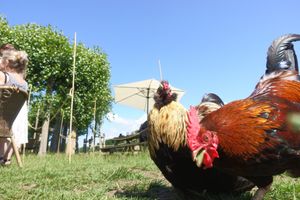More chickens at De Tuin Van De Smid in Leiden