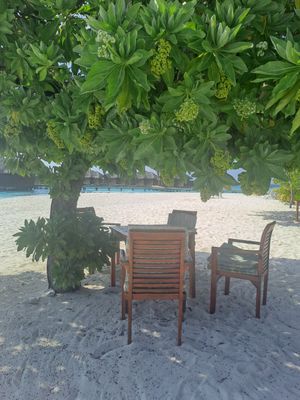  at Blue Lagoon Bar in Fihalhohi