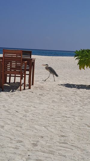  at Blue Lagoon Bar in Fihalhohi