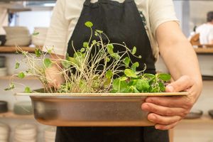 Mauvaise Herbe at Mauvaise Herbe in Marseille