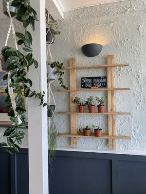 House plants for salee  at Burridge's in Torquay