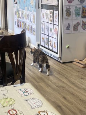Bonnag the cat  at Manx Cat Café in Douglas