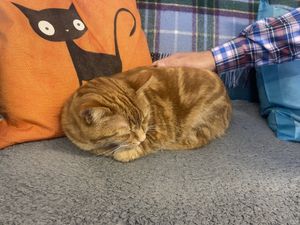 Cassy the cat  at Manx Cat Café in Douglas