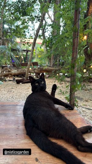 Black cat that lives there   at Mistico Garden - La Veleta in Tulum