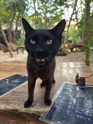 Black cat   at Mistico Garden - La Veleta in Tulum