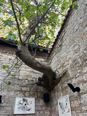 courtyard  at Twin Figs in Rovinj