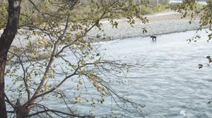  at The Sitting Elephant in Rishikesh