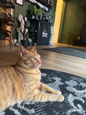  at Catnip Café and Lounge in Plant City