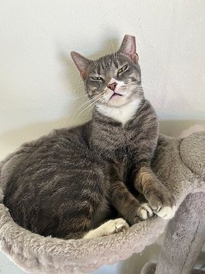  at Catnip Café and Lounge in Plant City