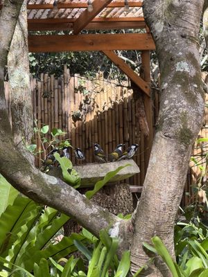 Feathery locals enjoying their daily bath  at Swell Nourished Cafe  in Crescent Head