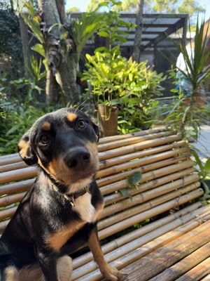 Dog friendly cafe!  at Swell Nourished Cafe  in Crescent Head