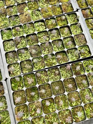 Seed planting in the nursery   at Dundreggan Rewilding Centre in Inverness