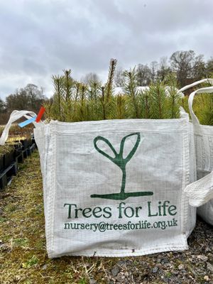 Tree planting   at Dundreggan Rewilding Centre in Inverness