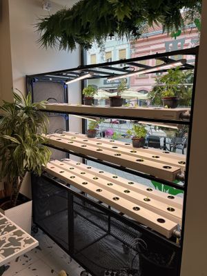 Inside   at Sweet & Green in Novi Sad