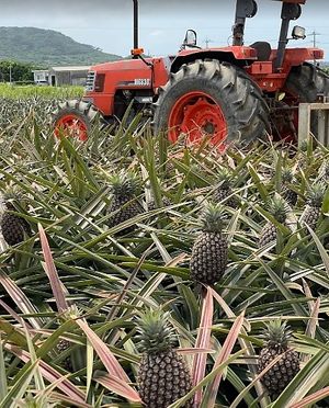  at Henna Pine in Ishigaki