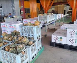  at Henna Pine in Ishigaki