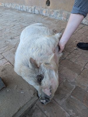 Piggy belly rub! at Greyton Farm Animal Sanctuary in Greyton
