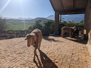 Sheep at Greyton Farm Animal Sanctuary in Greyton