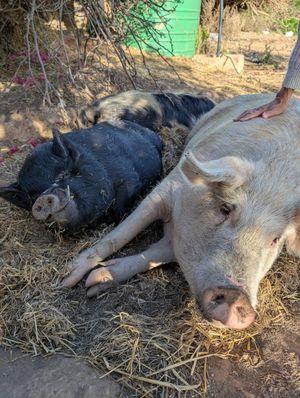 More piggies at Greyton Farm Animal Sanctuary in Greyton
