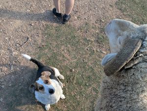 Dog and sheep at Greyton Farm Animal Sanctuary in Greyton