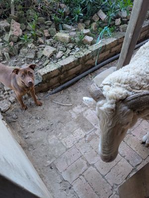 Another doggie and the sheep at Greyton Farm Animal Sanctuary in Greyton